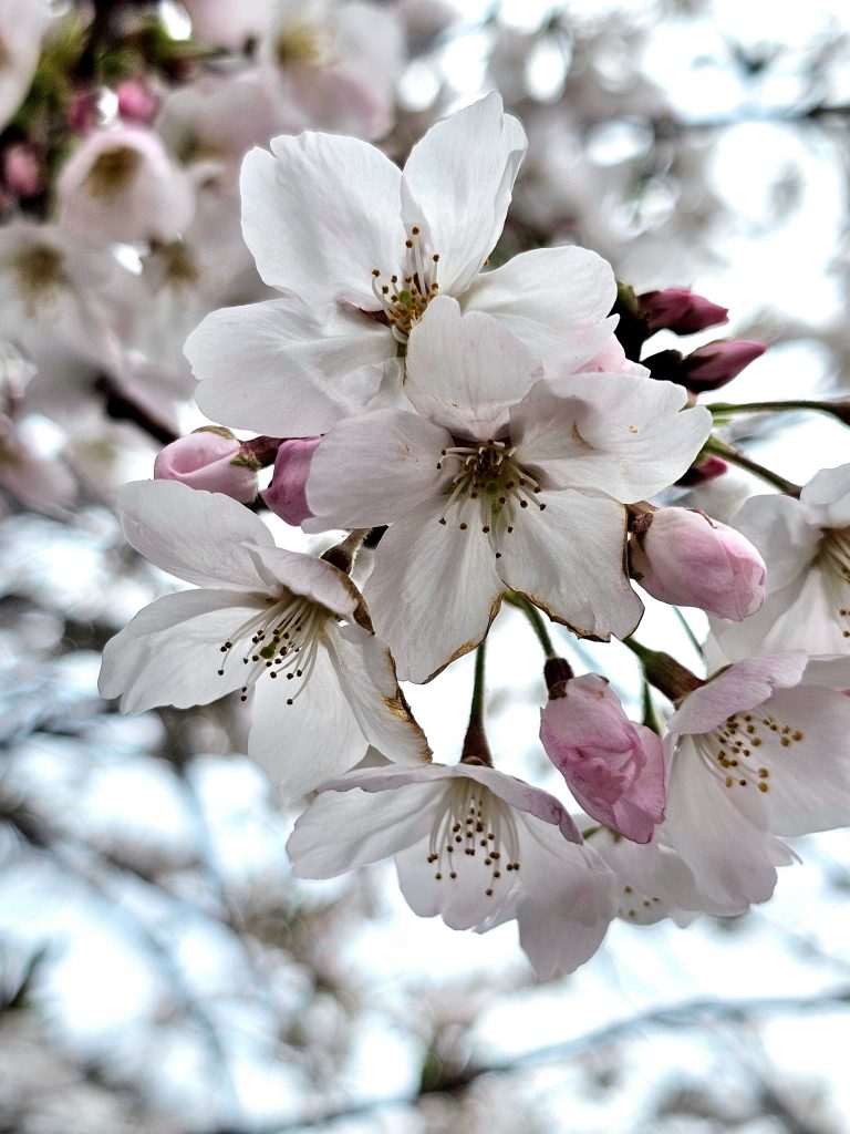 Primer plano de flores de cerezo en Japón con pétalos blancos y rosados en primavera.