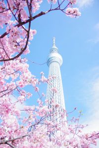 Tokyo Skytree vista desde abajo entre ramas de cerezos en flor bajo un cielo azul en Tokio